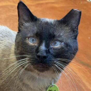 Rescue Domestic Short Hair Cats for Adoption in Tucson, Arizona - Dr. Phil | PetCurious