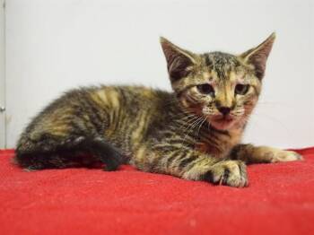 GOLDEN GRAHAMS -  Domestic Short Hair Cat for Adoption in Sacramento, California - GOLDEN GRAHAMS | PetCurious