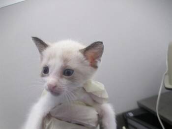 MARSHYMELLOW -  Domestic Short Hair Cat for Adoption in Ocala, Florida - MARSHYMELLOW | PetCurious