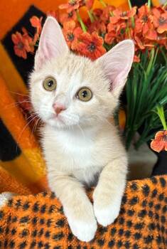 6/3/26 Spruce -  Domestic Short Hair Cat for Adoption in Stillwater, Oklahoma - 6/3/26 Spruce | PetCurious