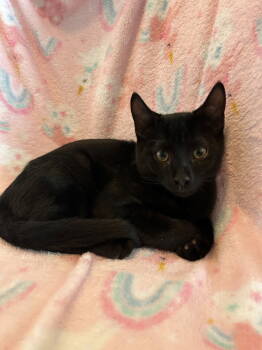 Rescue Domestic Short Hair Cats for Adoption in The Woodlands, Texas - Aries | PetCurious