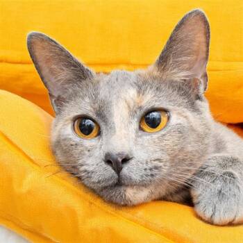 Domestic Short Hair Cats Available for Adoption - NALA | PetCurious