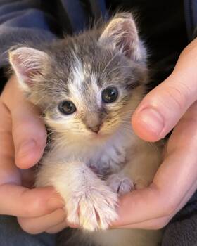 Domestic Short Hair Cats Available for Adoption in San Francisco, California - Grigio | PetCurious