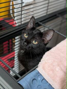 Zev -  Domestic Short Hair Cat for Adoption in Chambersburg, Pennsylvania - Zev | PetCurious