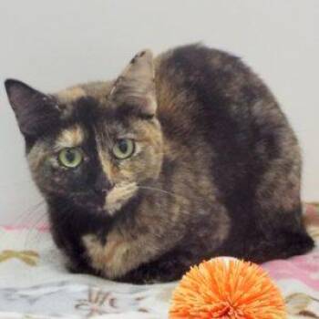 Rescue Tortoiseshell Cats for Adoption in Green Valley, Arizona - Phoebe | PetCurious