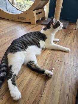 Dolce -  Domestic Short Hair Cat for Adoption in San Diego, California - Dolce | PetCurious