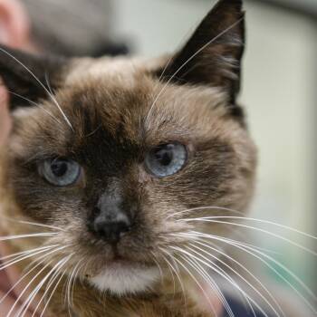 Rescue Siamese Cats for Adoption in Redwood City, California - Mocha | PetCurious