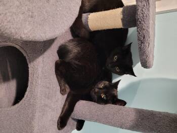 Rescue Domestic Short Hair Cats for Adoption in Maple Shade, New Jersey - Recchi | PetCurious