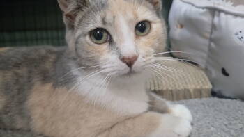 Rescue Domestic Short Hair Cats for Adoption in Trenton, New Jersey - Norah | PetCurious