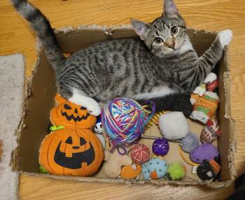 Rescue Domestic Short Hair Cats for Adoption in Royal Oak, Michigan - Mandalore | PetCurious