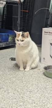 Sylvia Plath -  Domestic Short Hair Cat for Adoption in Athens, Ohio - Sylvia Plath | PetCurious
