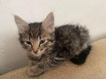 Domestic Short Hair Cats Available for Adoption - Ferb  | PetCurious