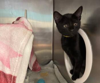 MARIE CURIE -  Domestic Short Hair Cat for Adoption in Palo Alto, California - MARIE CURIE | PetCurious