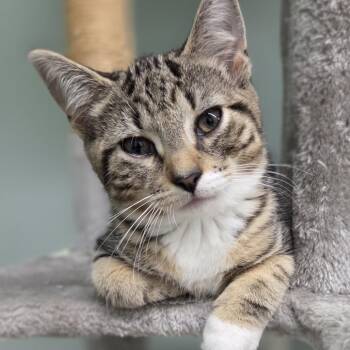 Elliot -  Domestic Short Hair Cat for Adoption in Pittsford, Vermont - Elliot | PetCurious