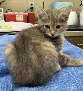 Pepper -  Domestic Short Hair Cat for Adoption in Fishers, Indiana - Pepper | PetCurious