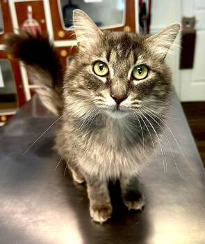 River -  Domestic Medium Hair Cat Available for Adoption in Littlestown, Pennsylvania - River | PetCurious