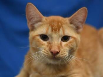 Baby Sun -  Domestic Short Hair Cat for Adoption in Portland, Oregon - Baby Sun | PetCurious