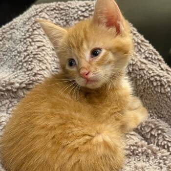 Pumpkin -  Domestic Short Hair Cat for Adoption in Portage, Michigan - Pumpkin | PetCurious
