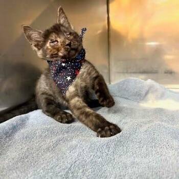 Fetty -  Domestic Medium Hair Cat for Adoption in Little Mountain, South Carolina - Fetty | PetCurious