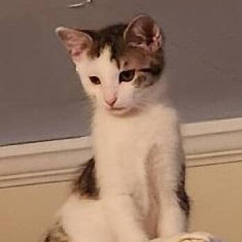 Rescue Domestic Short Hair Cats for Adoption in Gastonia, North Carolina - Clark | PetCurious