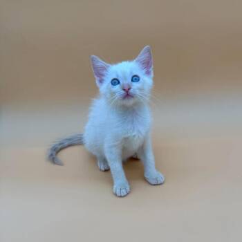Maine -  Domestic Short Hair Cat for Adoption in Plainfield, Illinois - Maine | PetCurious