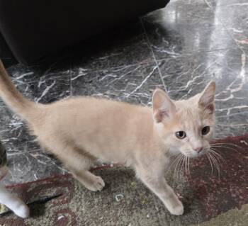 Rescue Domestic Short Hair Cats for Adoption in River Falls, Wisconsin - Alfie | PetCurious