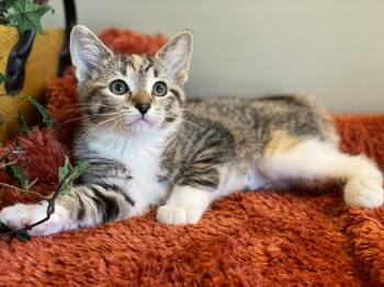 Torbie Cats Available for Adoption in Taylor, Michigan - Mable | PetCurious