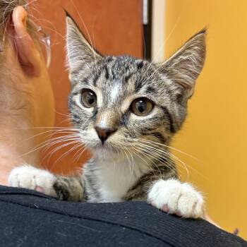 David Bowie -  Domestic Short Hair Cat for Adoption in Sonora, California - David Bowie | PetCurious