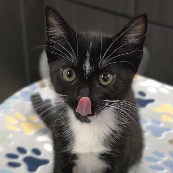 Twiggie -  Domestic Short Hair Cat for Adoption in Zimmerman, Minnesota - Twiggie | PetCurious