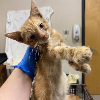 A613213 -  Domestic Short Hair Cat for Adoption in Modesto, California - A613213 | PetCurious