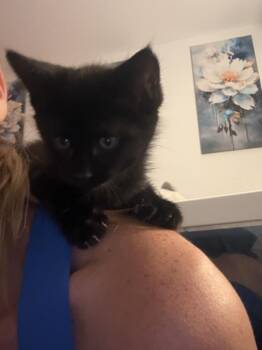 Enzel -  Domestic Short Hair Cat for Adoption - Enzel | PetCurious