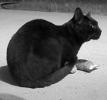 Domestic Short Hair Cats Available for Adoption in Windsor, Connecticut - Bruin - In Foster | PetCurious