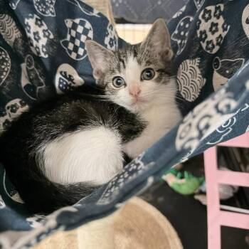 Lemonade Stand -  Domestic Short Hair Cat for Adoption in Fredericksburg, Virginia - Lemonade Stand | PetCurious