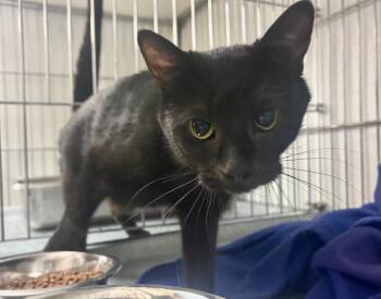 Domestic Short Hair Cats Available for Adoption in Rock Springs, Wyoming - Tweetie | PetCurious