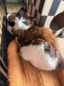 Opal & Atlas -  Snowshoe Cat for Adoption in Cowlesville, New York - Opal & Atlas | PetCurious