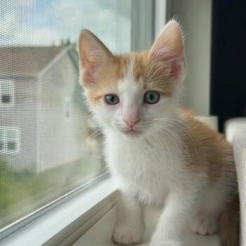 Sven -  Domestic Short Hair Cat for Adoption in Granville, Ohio - Sven | PetCurious