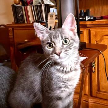 Charlie -  Domestic Short Hair Cat for Adoption in Green Bay, Wisconsin - Charlie | PetCurious