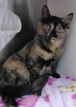 STEVIE -  Domestic Short Hair Cat for Adoption in Fort Lauderdale, Florida - STEVIE | PetCurious
