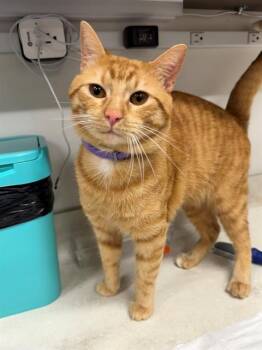 Domestic Short Hair Cats Available for Adoption in Baytown, Texas - LOEKIEY | PetCurious