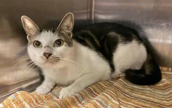 MAXWELL -  Domestic Short Hair Cat for Adoption in Sarasota, Florida - MAXWELL | PetCurious