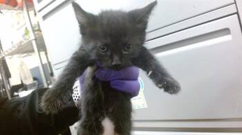 Domestic Short Hair Cats Available for Adoption in Doral, Florida - SWEETIE | PetCurious
