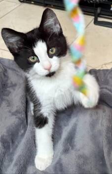 Chili -  Tuxedo and Domestic Short Hair Cat for Adoption - Chili | PetCurious