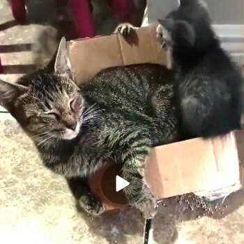 Rescue Domestic Short Hair Cats for Adoption in West Palm Beach, Florida - Amie | PetCurious