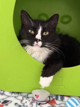 Miss Kitty -  Domestic Medium Hair and Domestic Short Hair Cat for Adoption in Gwinn, Michigan - Miss Kitty | PetCurious