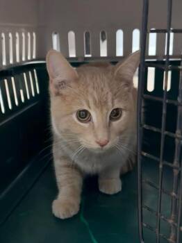 Domestic Short Hair Cats Available for Adoption - Buffer | PetCurious