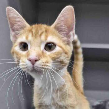 Dewey -  Domestic Short Hair Cat for Adoption in Atlanta, Georgia - Dewey | PetCurious