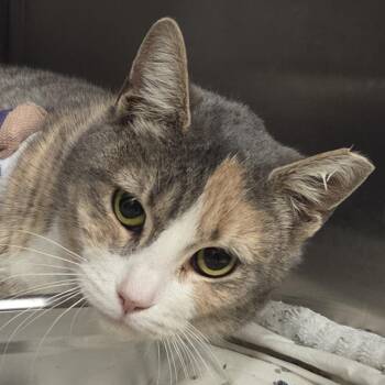 Domestic Short Hair Cats Available for Adoption - Kalani | PetCurious