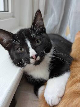 Rescue Domestic Short Hair Cats for Adoption in Wakefield, Quebec - Maki | PetCurious