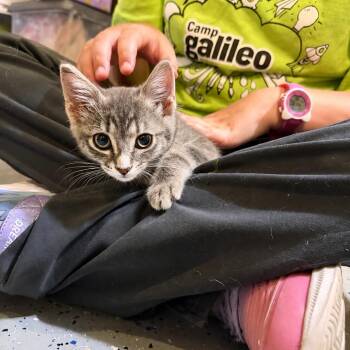 spicy tuna -  Domestic Short Hair Cat for Adoption in Tustin, California - Spicy Tuna | PetCurious