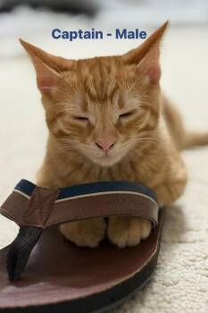 Rescue Domestic Short Hair and American Shorthair Cats for Adoption in Bedford, Indiana - Captain | PetCurious